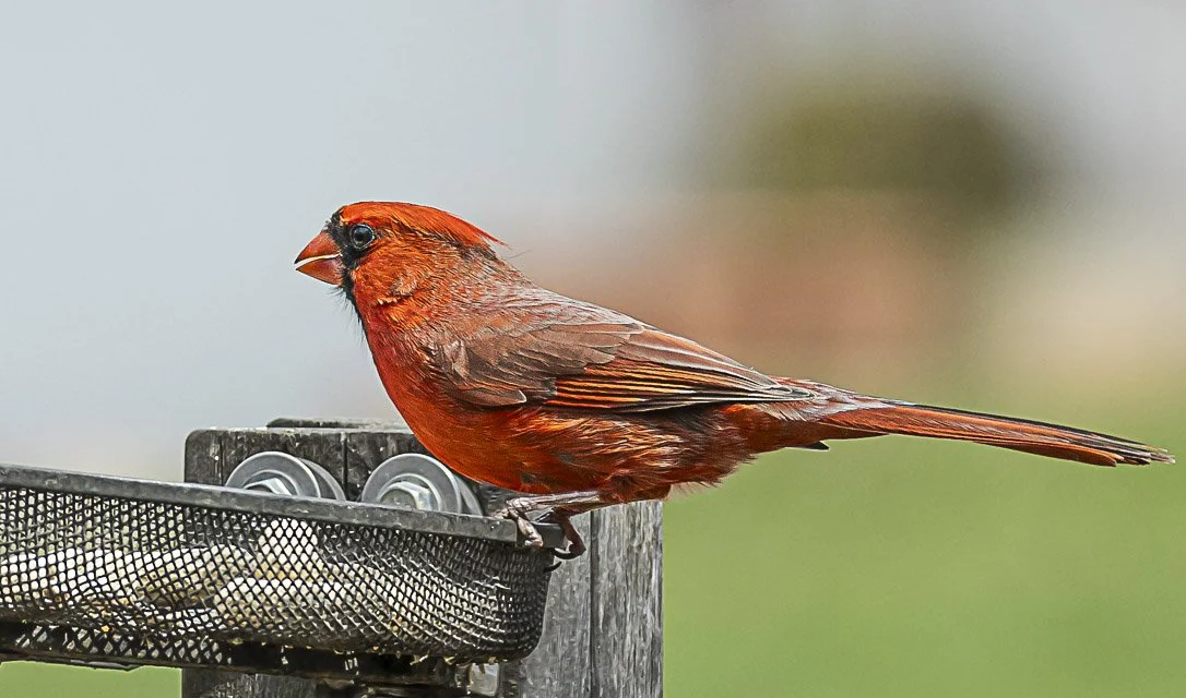 A male Northern Cardinal bird perched on the edge of a metal bird feeder against a blurred background.
