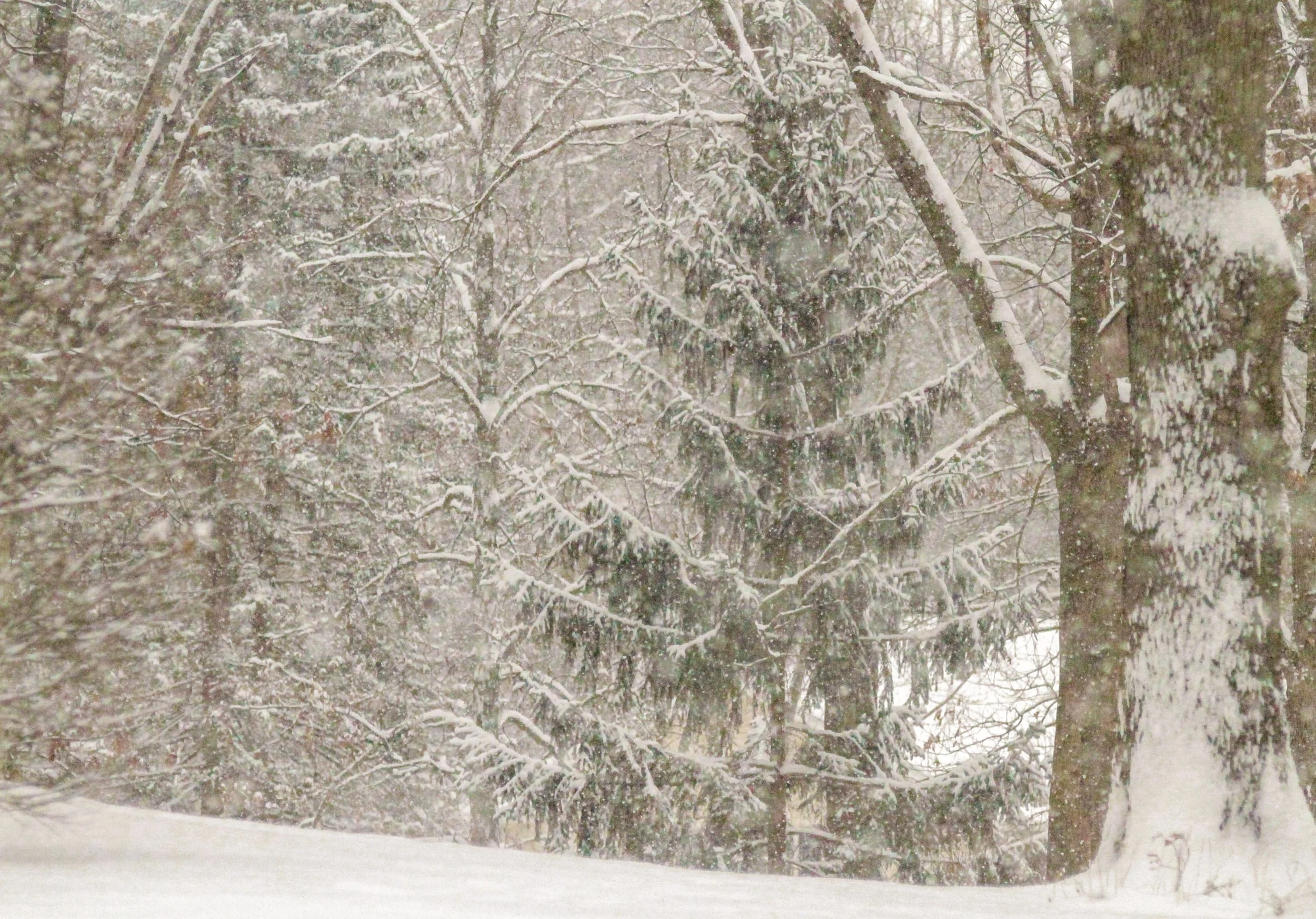 Snow-covered trees in a winter landscape with snowfall.