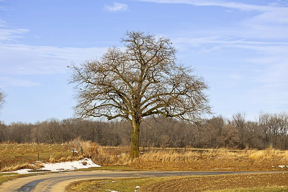 A leafless tree stands beside a curved road on a clear day with a blue sky and some clouds, in a rural landscape with distant trees and patches of snow.