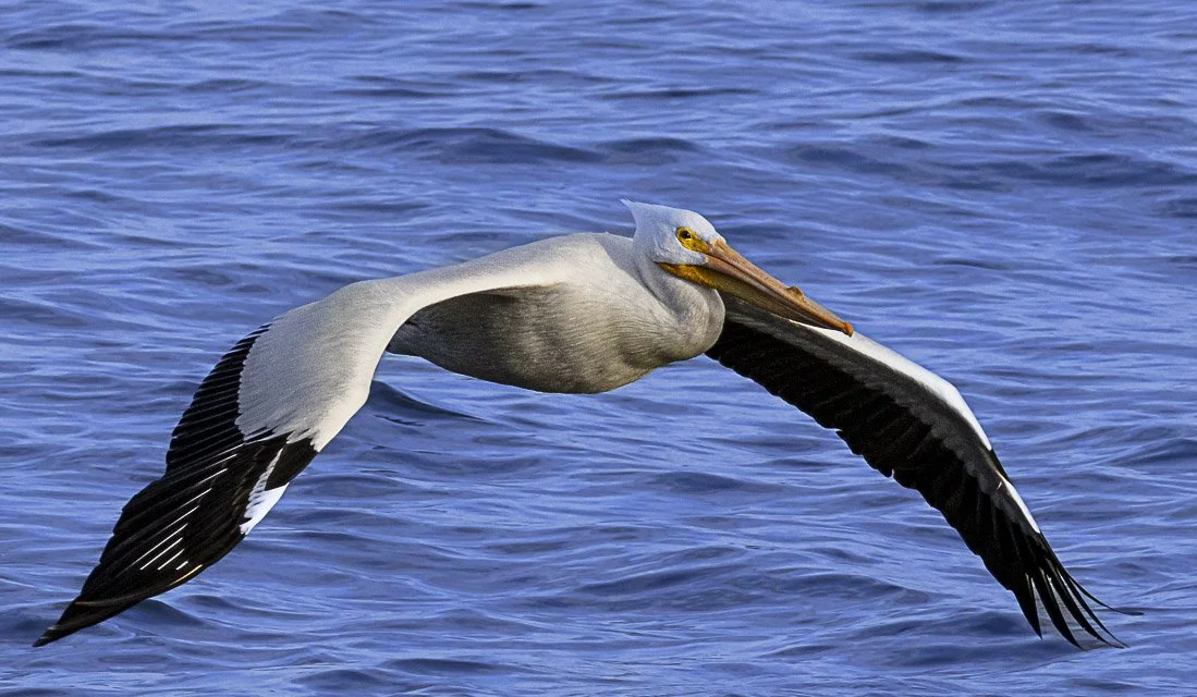 A pelican flying over water with its wings spread wide.