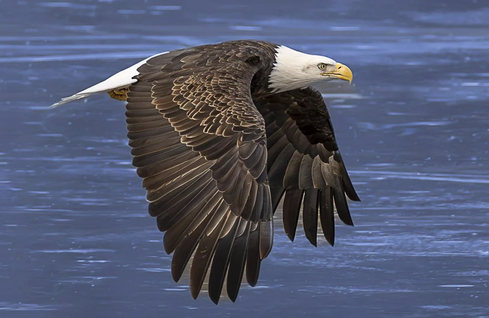A bald eagle flying over water with its wings spread wide.