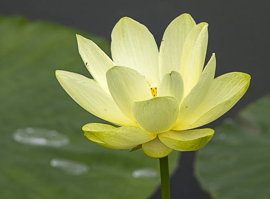 A pale yellow water lily flower floating on water with green lily pads in the background.