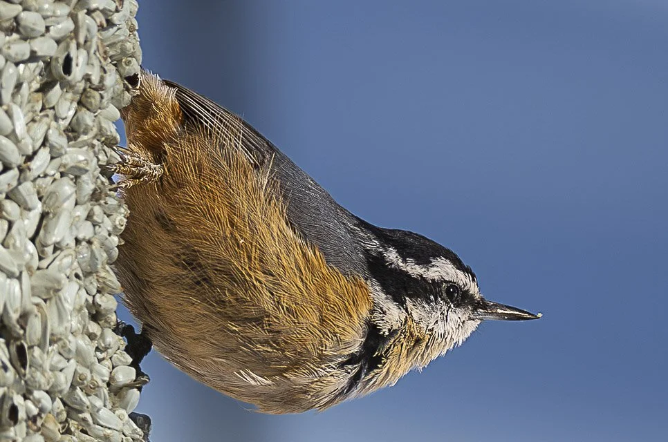 A small bird perched on a textured surface with a blue sky background.