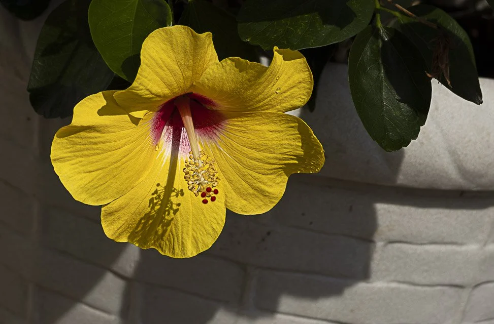 Close-up of a bright yellow hibiscus flower with pink accents and red stamens, in a white pot with green leaves in the background.