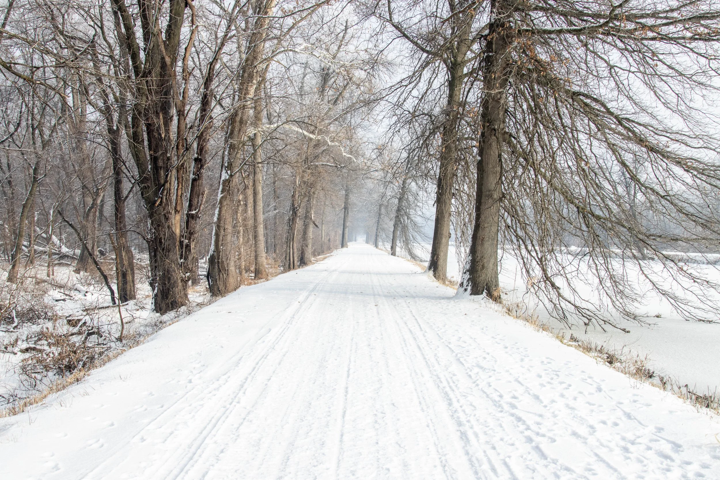 A snow-covered path lined with bare trees extending into the distance on a winter day.
