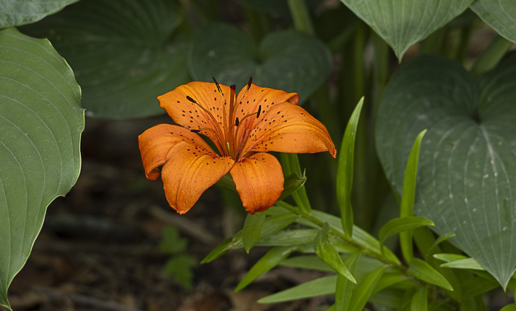 Close-up of an orange lily with dark stamens surrounded by large green leaves and foliage.