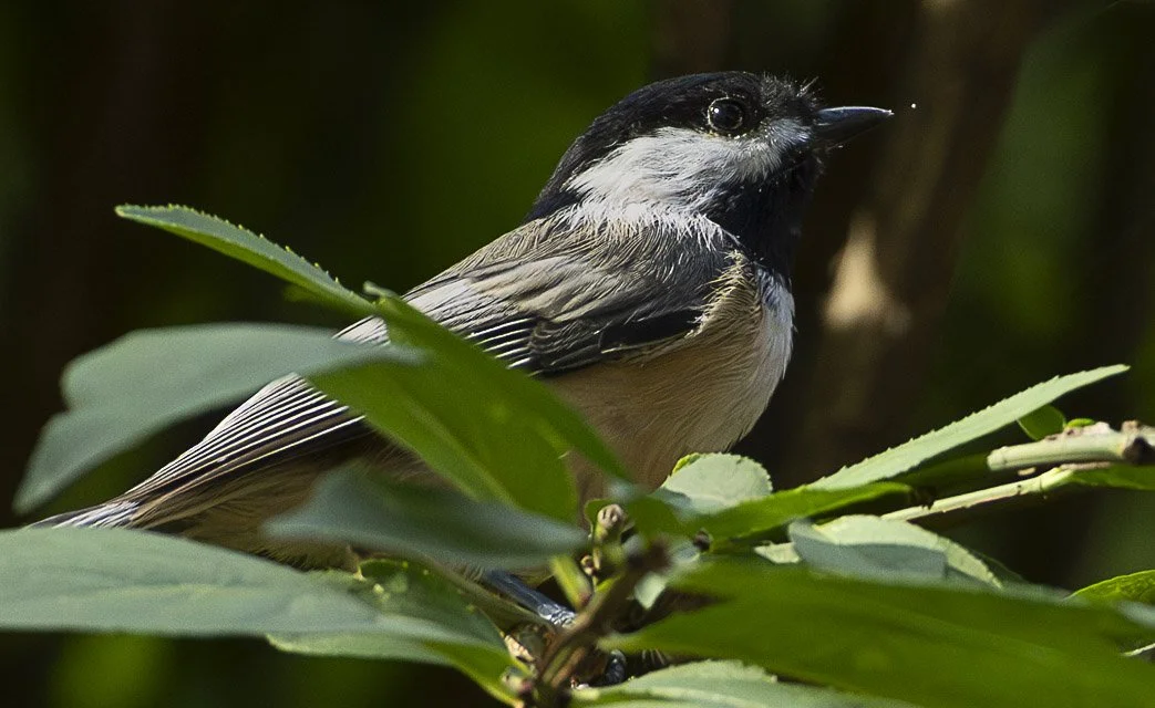 A small bird with black, white, and beige feathers perched on green leaves.