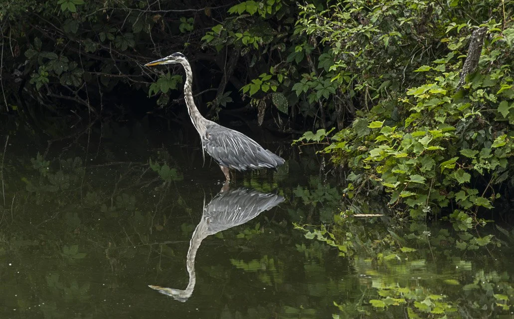A gray heron standing in shallow water near green foliage, with its reflection visible in the water.