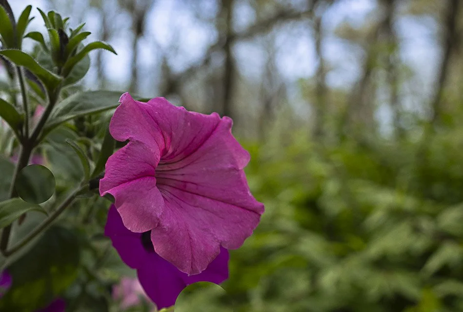 Close-up of a pink and purple flower with green leaves in a natural outdoor setting.