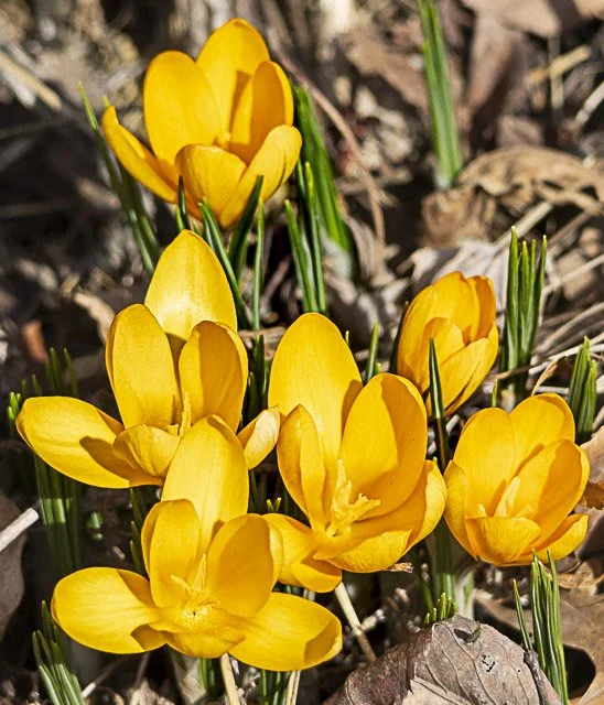 Cluster of yellow crocus flowers blooming amidst brown leaves and grass.