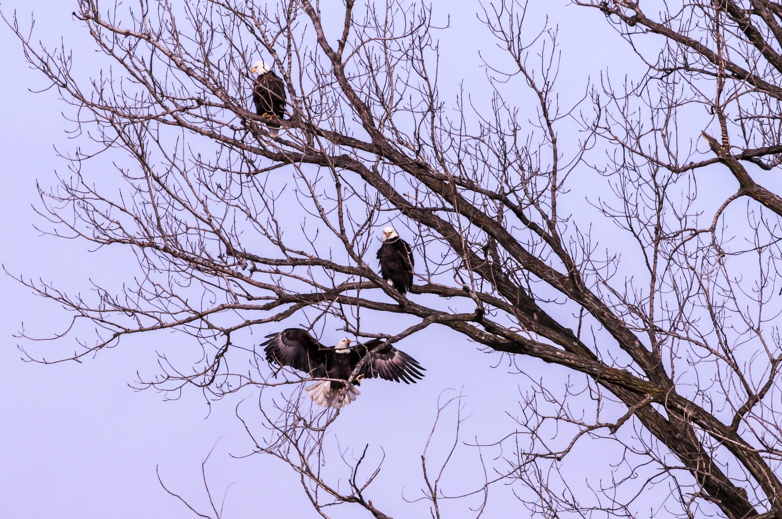 Three bald eagles perched on leafless tree branches against a pale sky, one eagle spreading its wings.