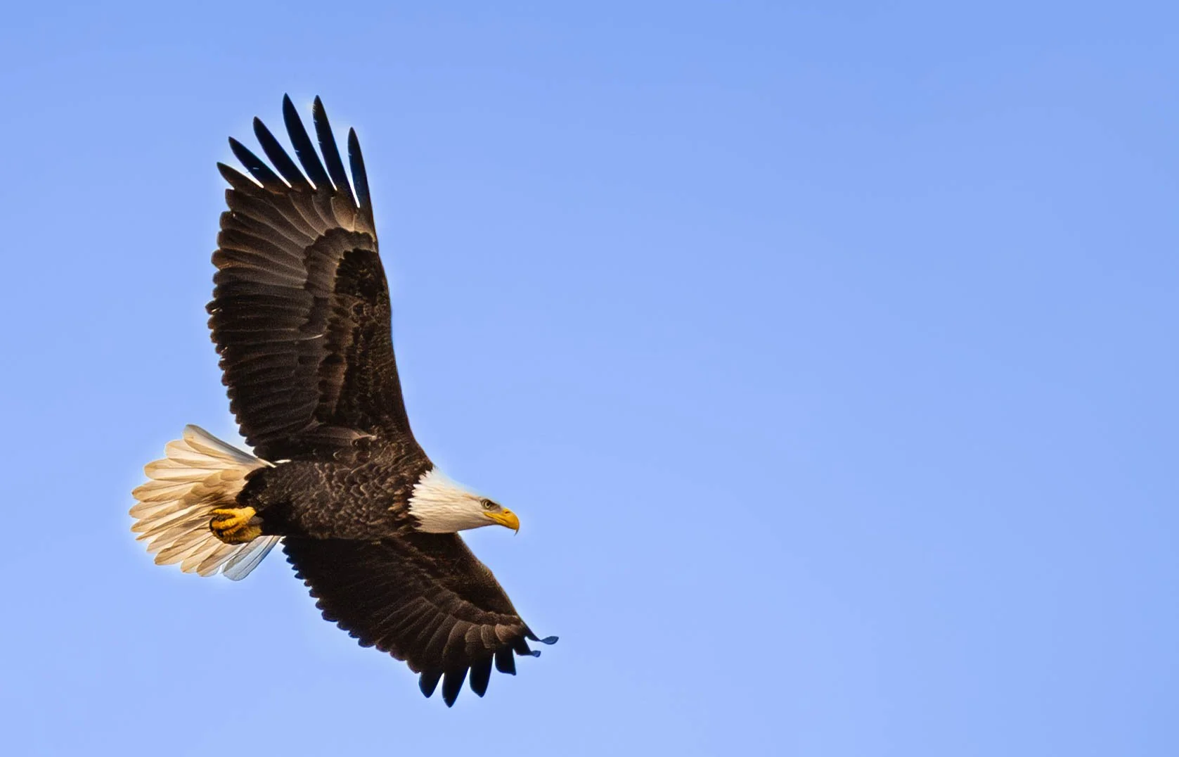 A bald eagle flying in a clear blue sky.