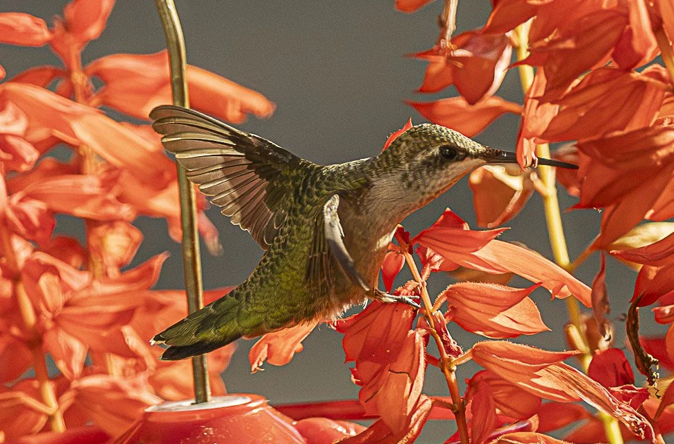 A hummingbird hovering near red flowers with a gray background.