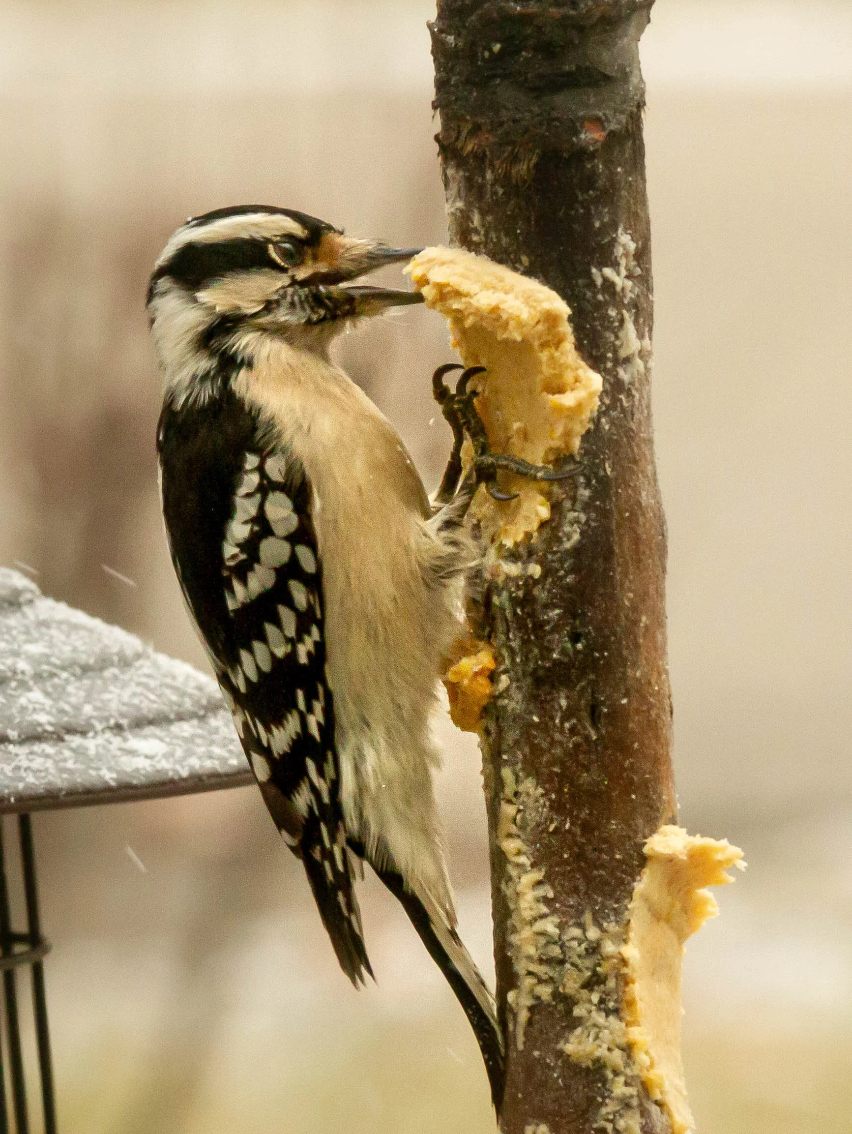 A woodpecker with black and white feathers pecking at a log to extract food.