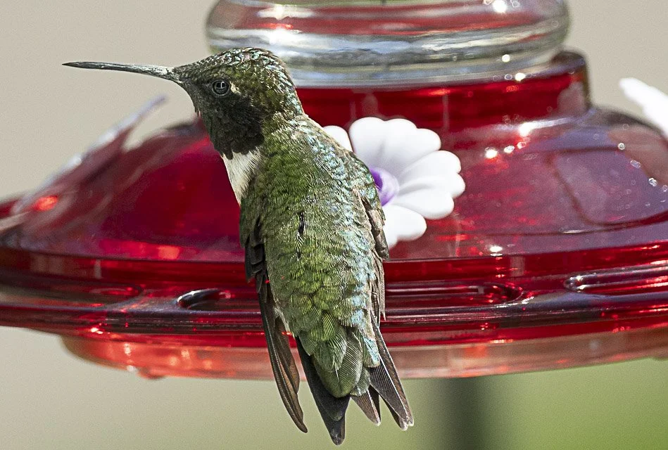 A hummingbird perched on the edge of a red bird feeder with white flowers in the background.
