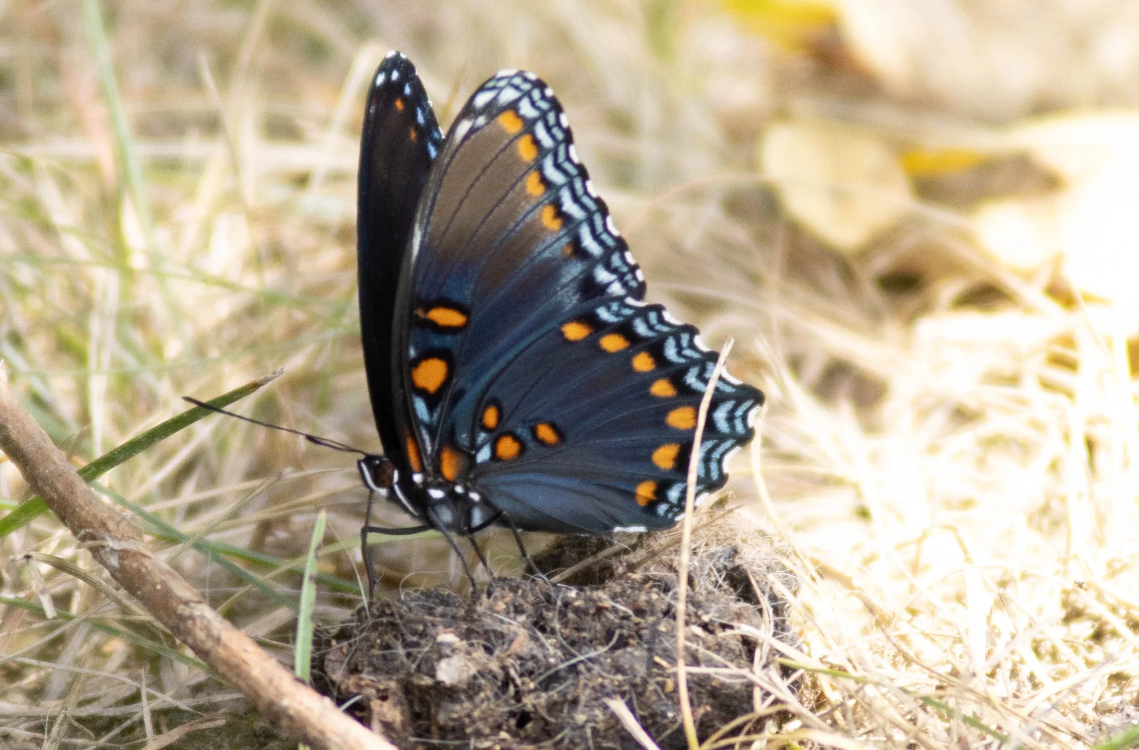 A butterfly with black, blue, orange, and white markings on its wings perched on the ground amidst dry grass and twigs.