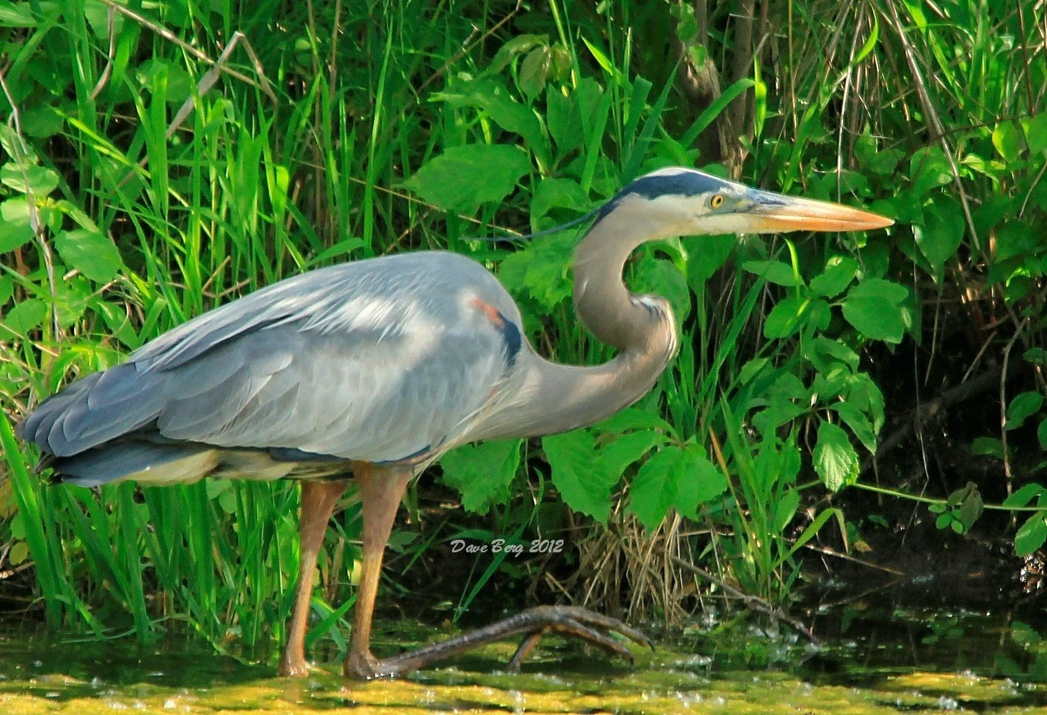 A heron standing in shallow water among green grass and plants, with its long neck curved and beak pointed forward.