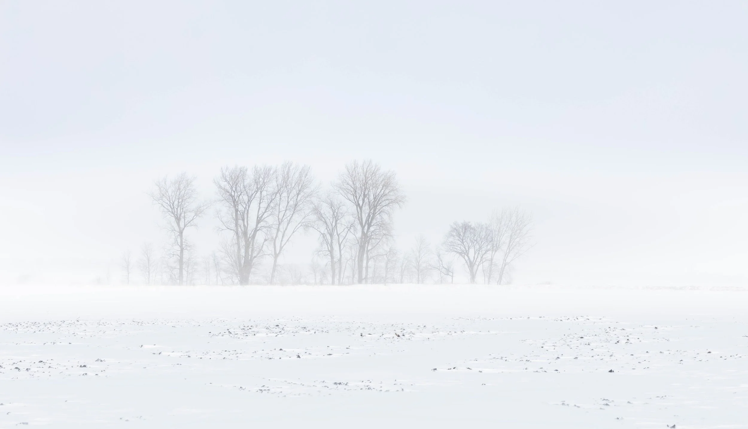 Snow-covered field with bare trees in the distance under a pale, overcast sky