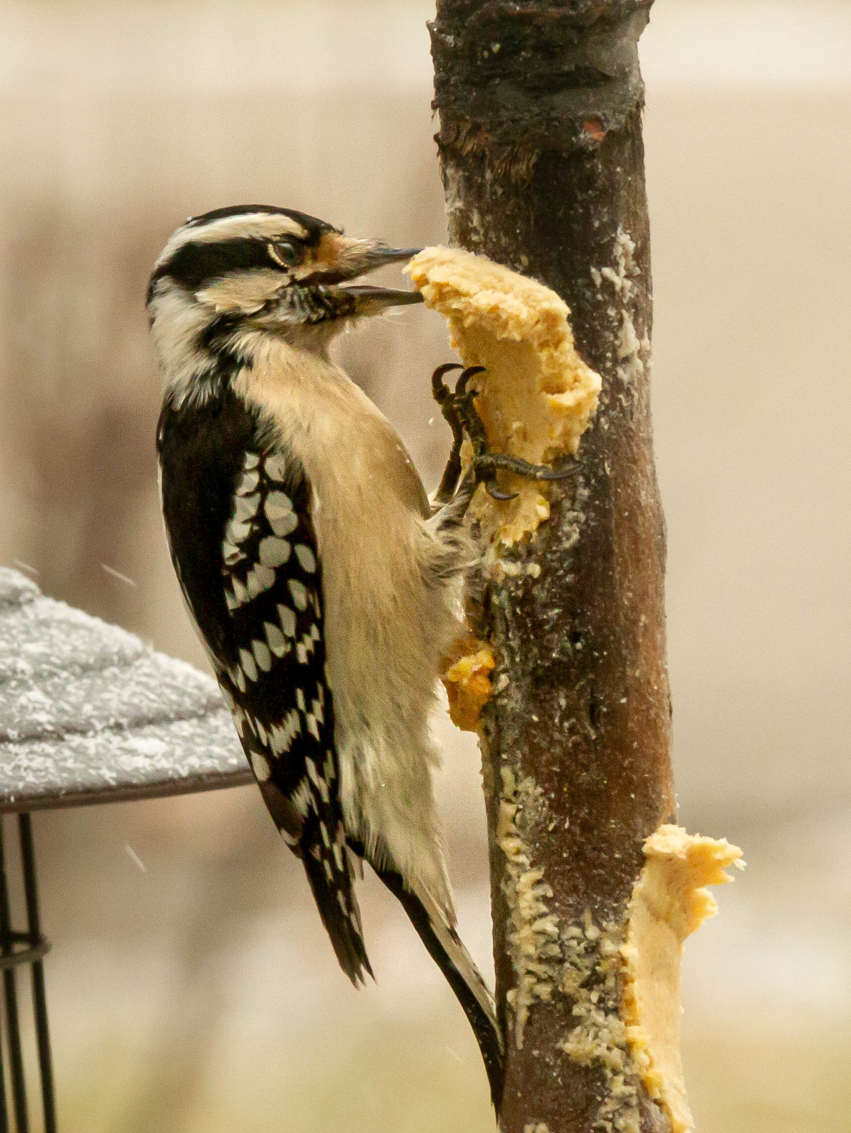 A woodpecker eating a piece of bread attached to a tree trunk.