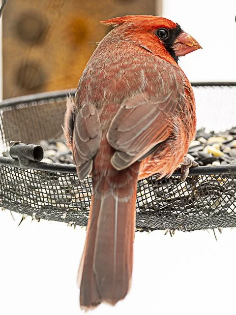 Close-up of a red cardinal bird perched on a bird feeder filled with seeds.