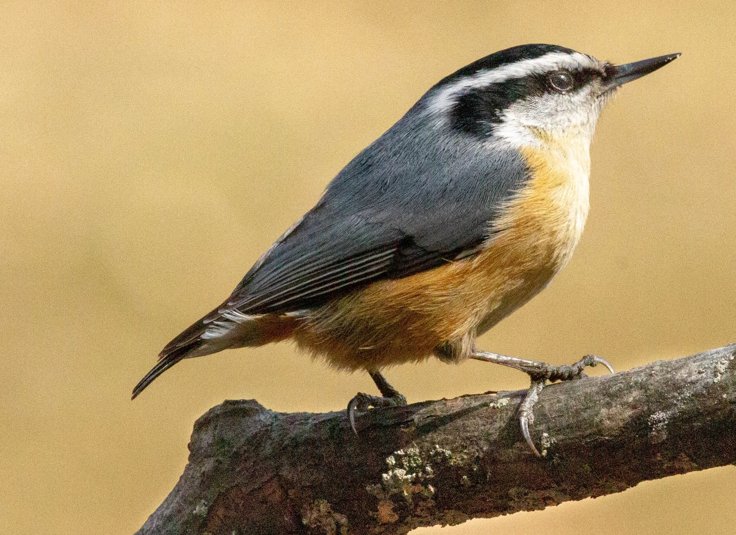 A small bird with black, white, and tan feathers perches on a branch against a beige background.
