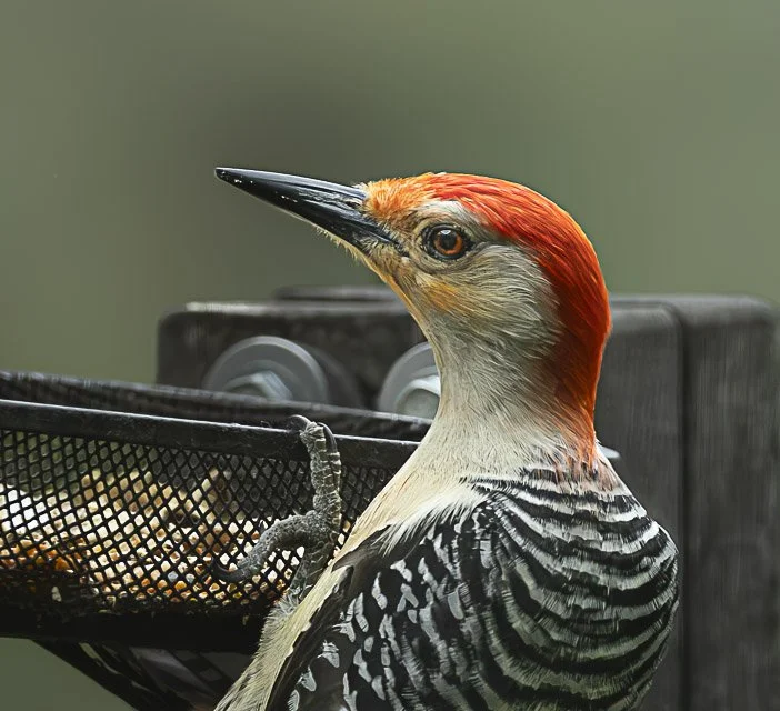 A woodpecker perched next to a black mesh container with a blurred green background.