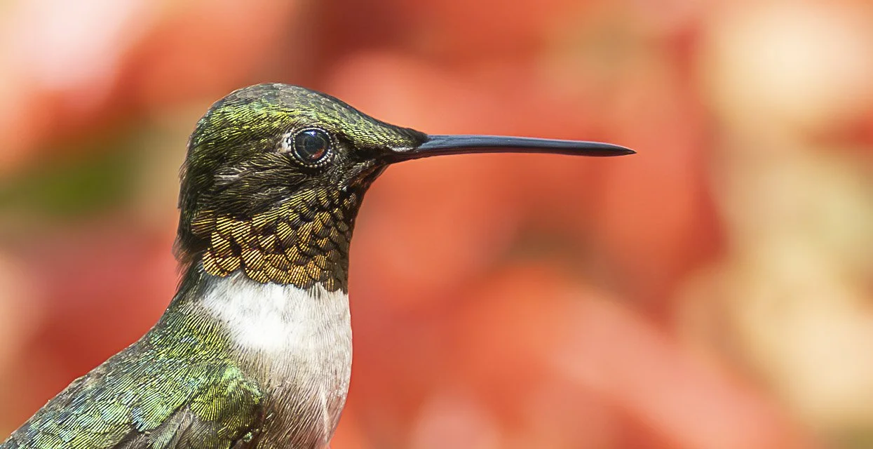 Close-up of a colorful hummingbird with a black beak and iridescent green, gold, and white feathers, against a blurred red and orange background.