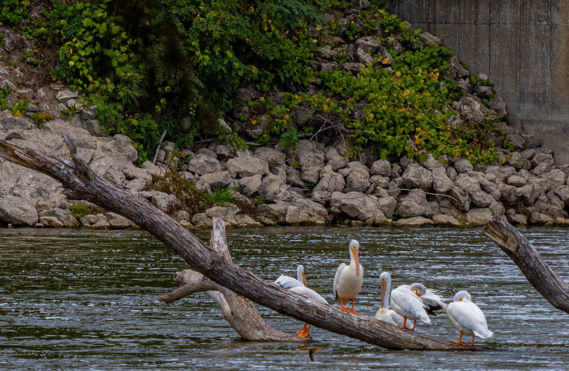 A group of white pelicans standing on a fallen tree branch in a body of water with a rocky and green shrubbery bank in the background.