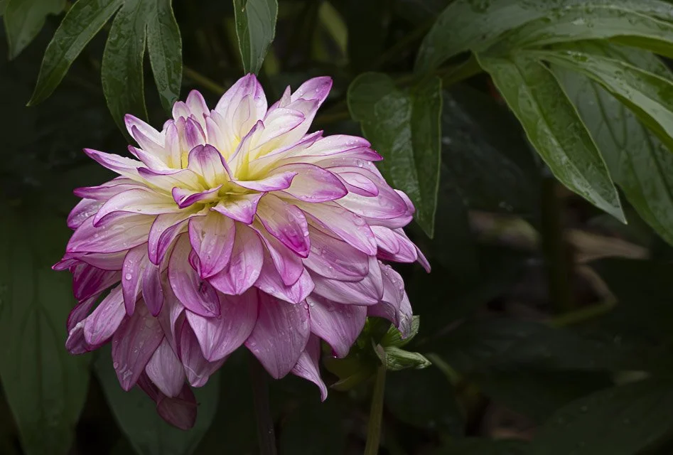 A large pink and white dahlia flower with water droplets on its petals, surrounded by green leaves.