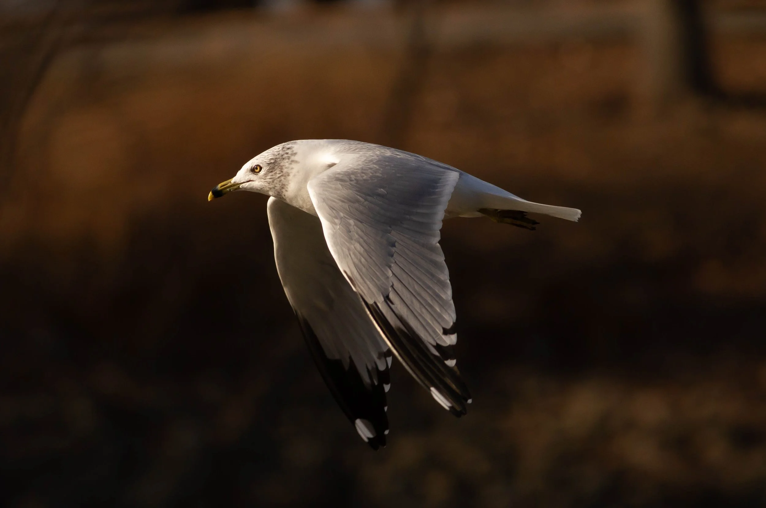 A seagull flying against a dark blurred background, with its wings spread and head slightly turned to the side.