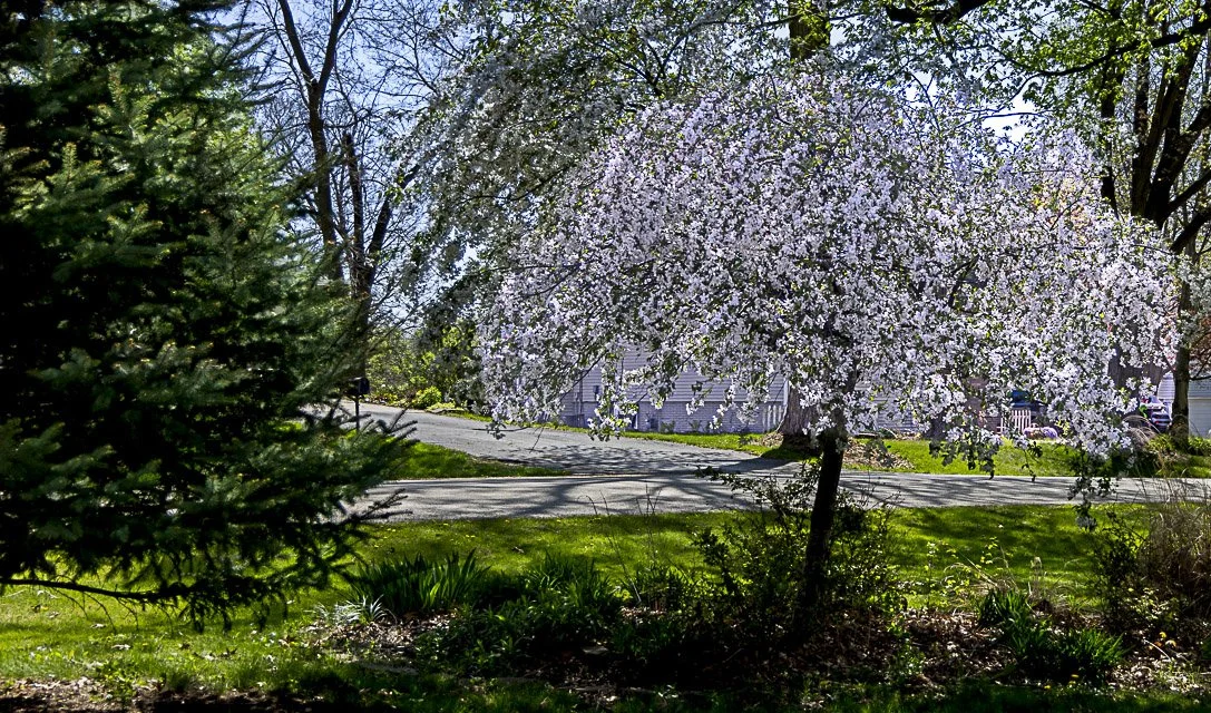 A flowering tree with white blossoms in a suburban yard during spring, with a church building and parked cars in the background.