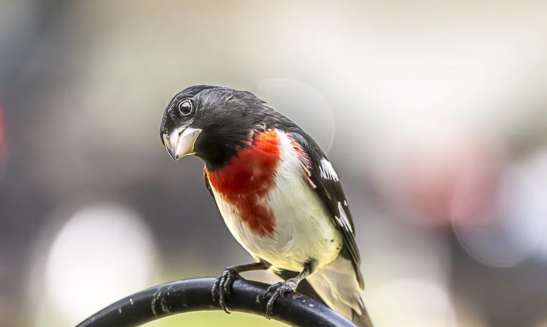 A bird with a black head, red chest, white belly, and black and white wings perched on a black branch.