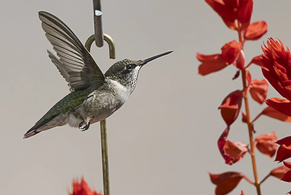 A hummingbird hanging on a metal hook, with its wings spread, near red flowers.