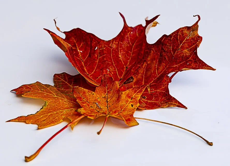 Close-up of three colorful autumn maple leaves, orange and red, on a white background.