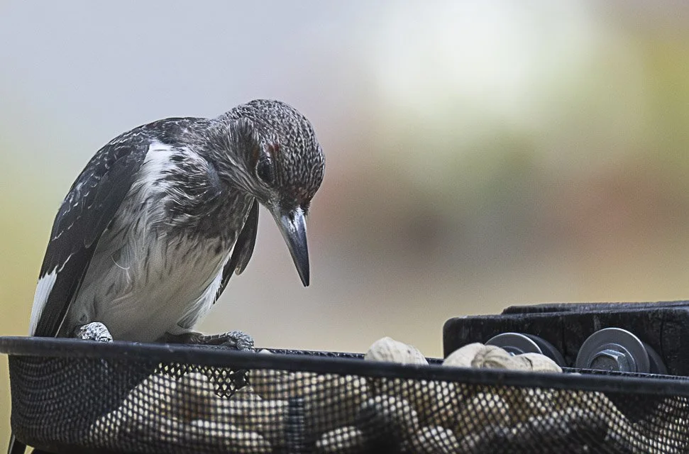 A bird perched on a black wire basket filled with peanuts, with a blurred natural background.