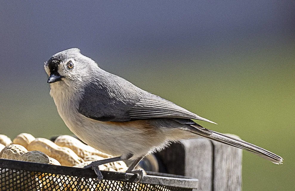 A small bird perched on a peanut feeder with peanuts, with a blurred background.
