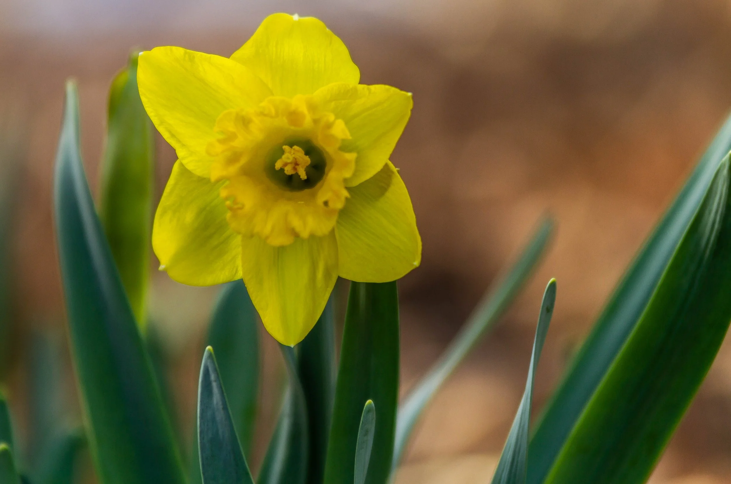 A close-up of a yellow daffodil flower with long green leaves in the foreground, and a blurred earthy background.