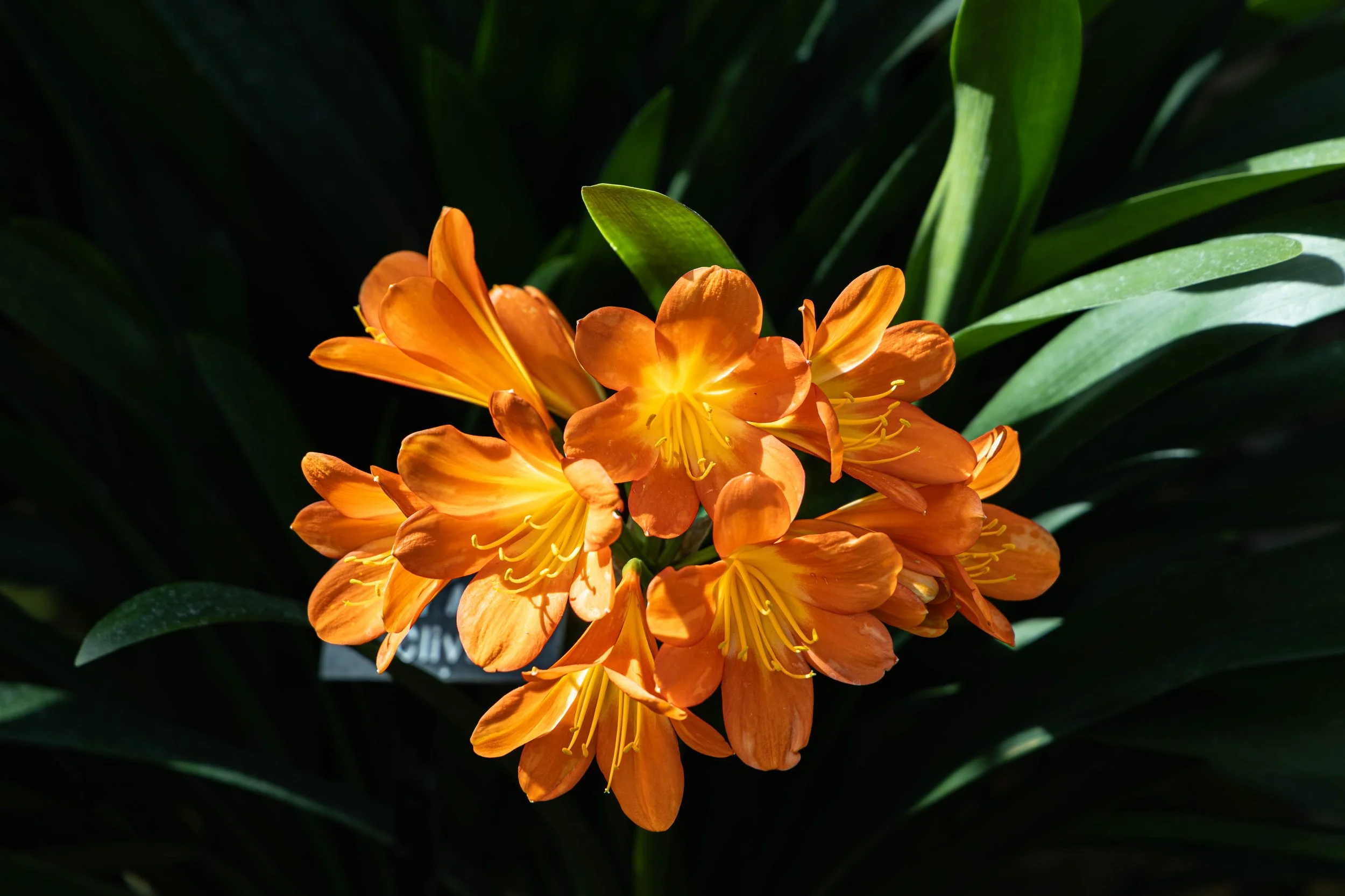 Cluster of bright orange flowers with yellow centers and green leaves in the background.