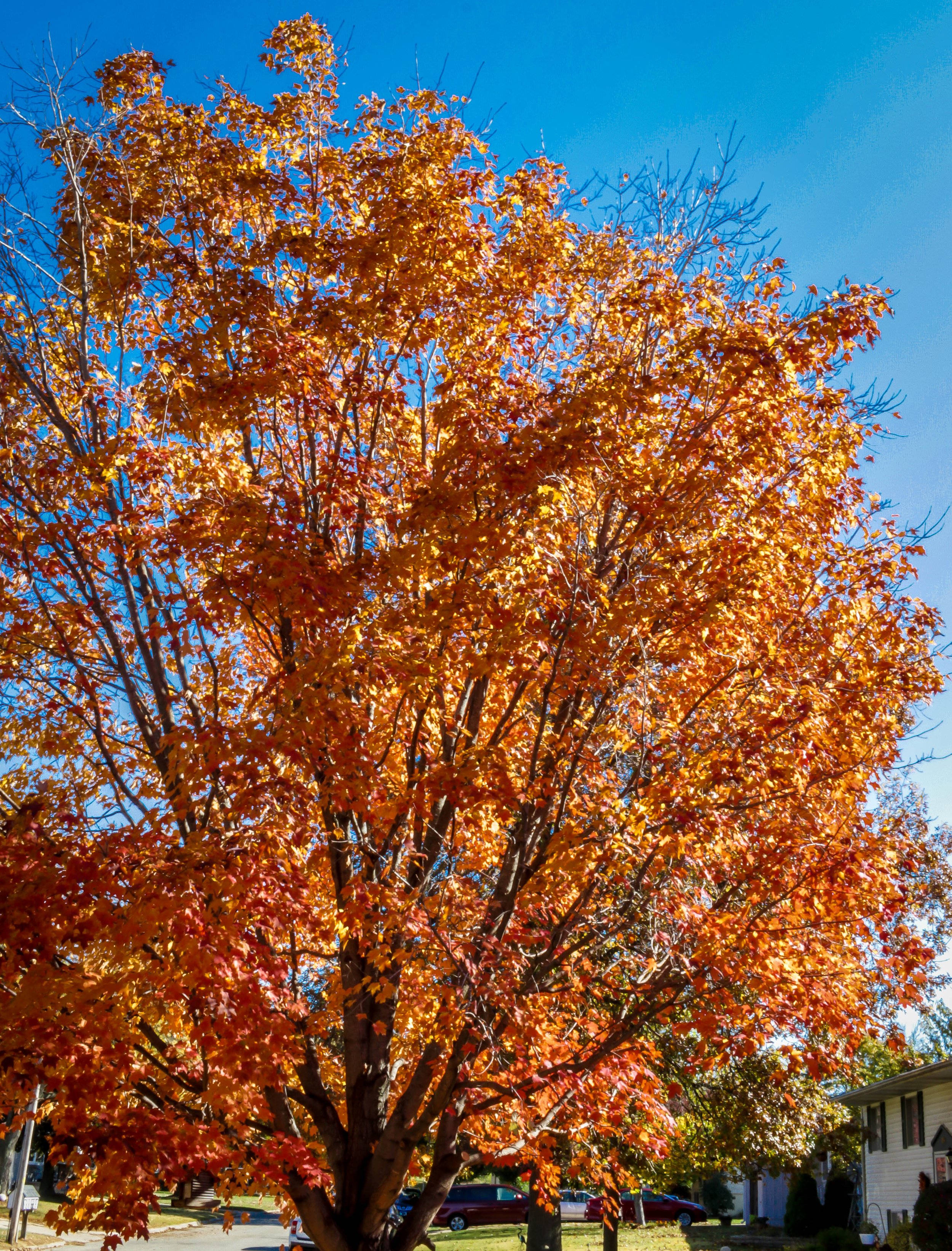 A large tree with vibrant orange and red autumn leaves in a suburban neighborhood under a clear blue sky.