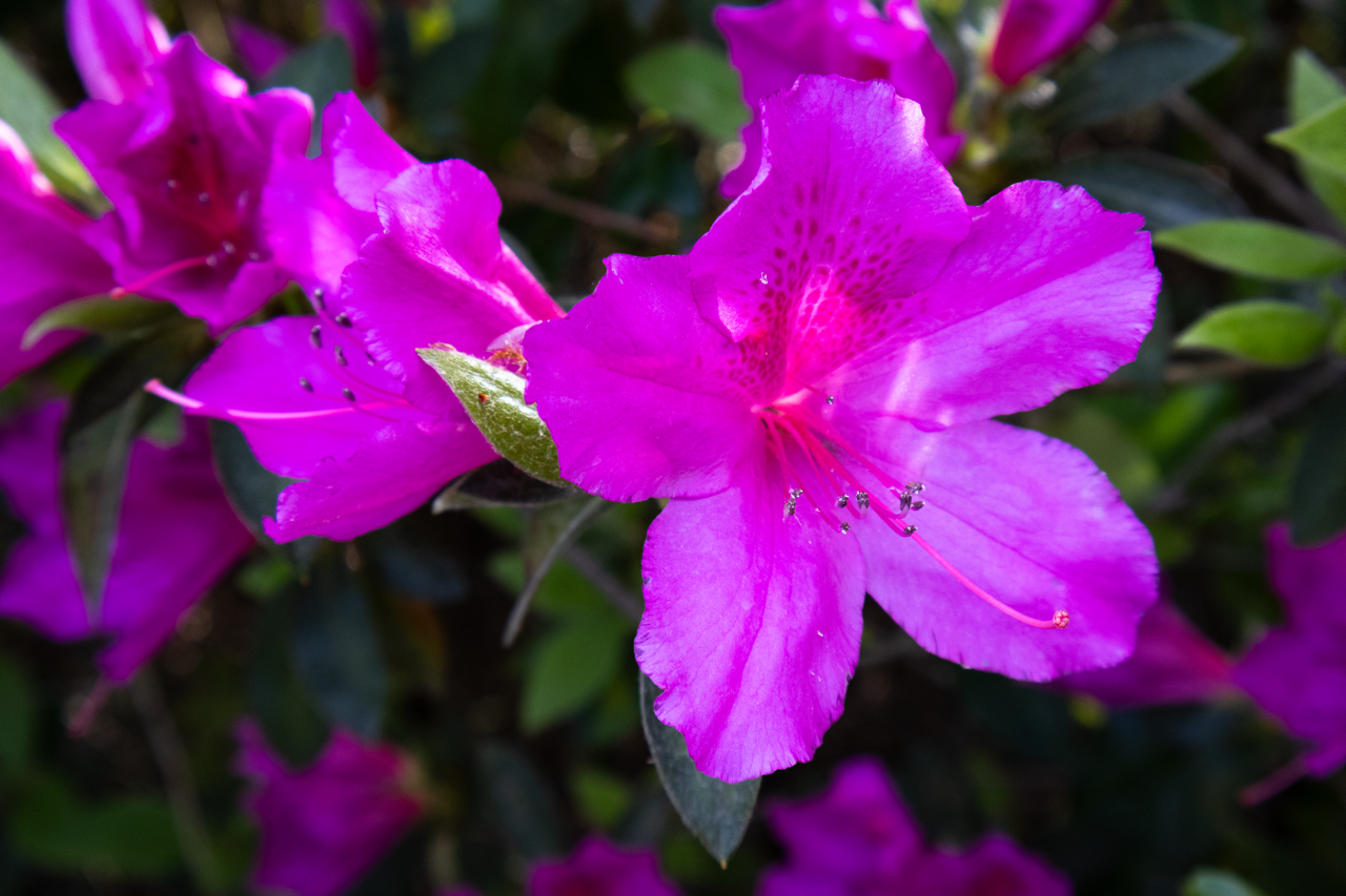 flower1 Large.png