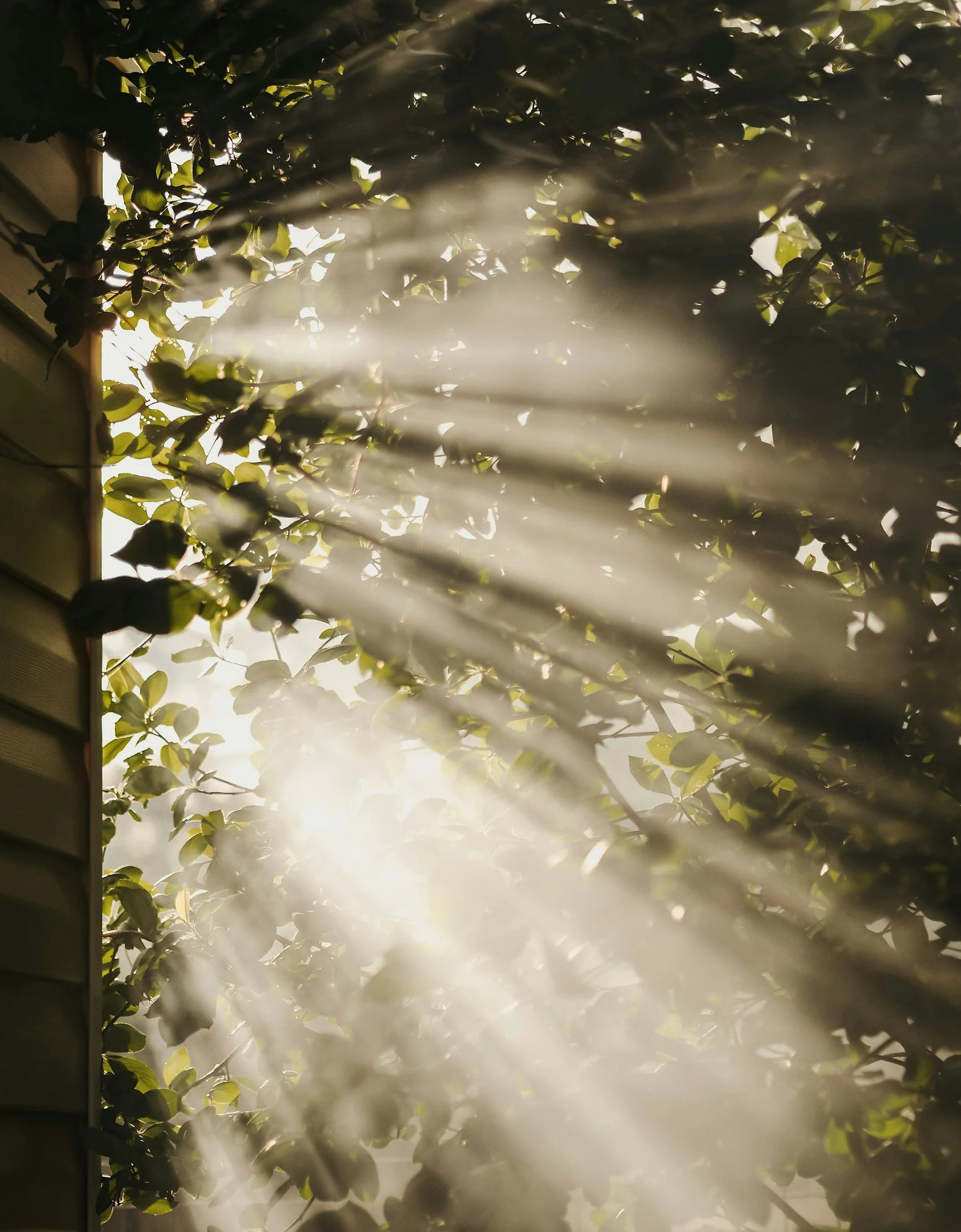 Sunlight filtering through tree leaves, creating rays of light.