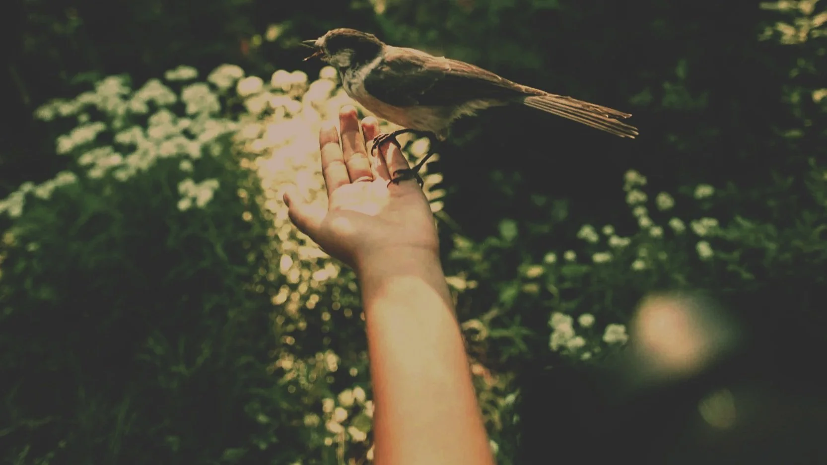 A person’s hand reaching out to a small bird perched on their finger in a lush, green outdoor setting.