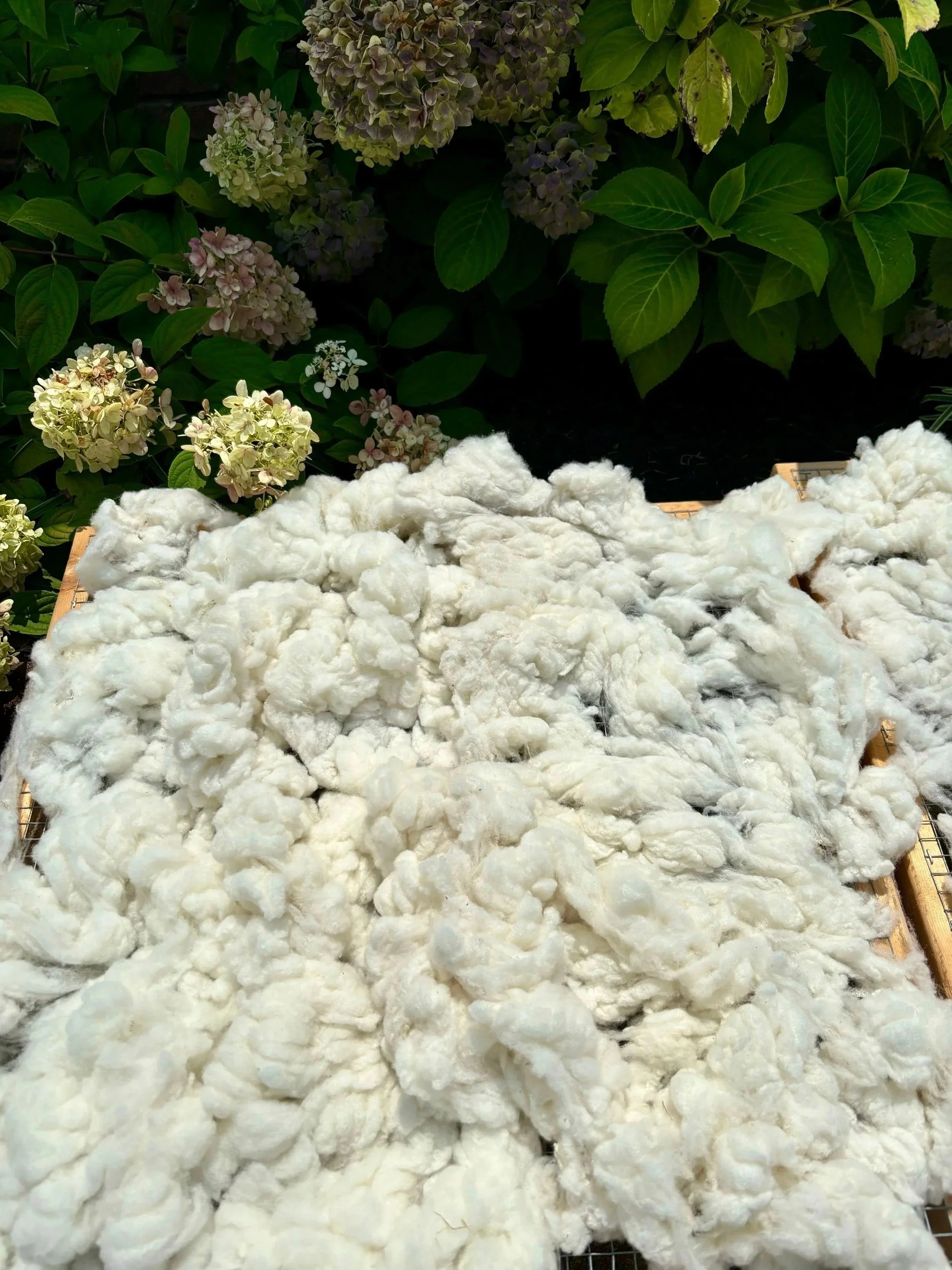 Washed white Shetland fleece with hydrangea in background