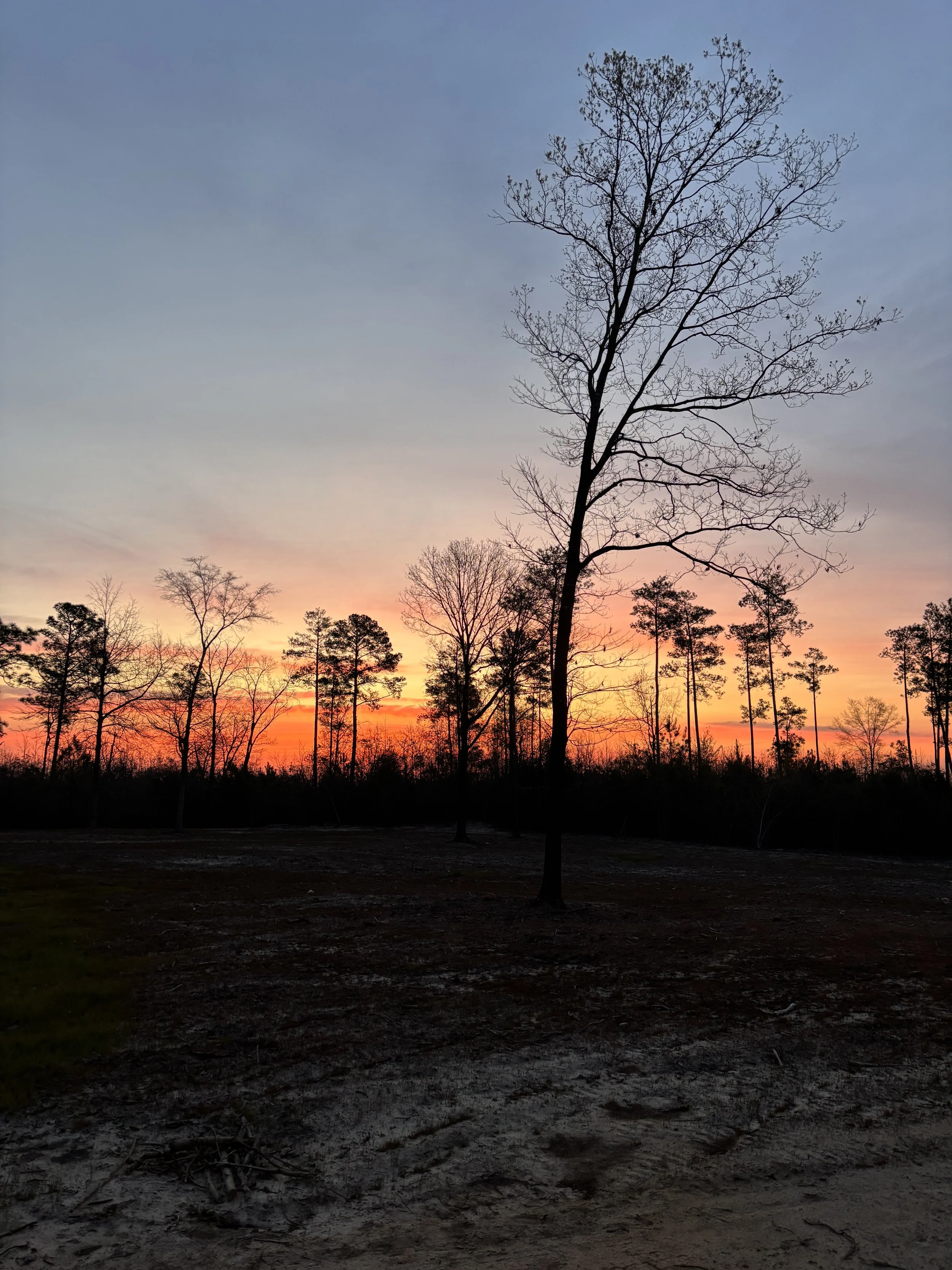 sunrise over pasture