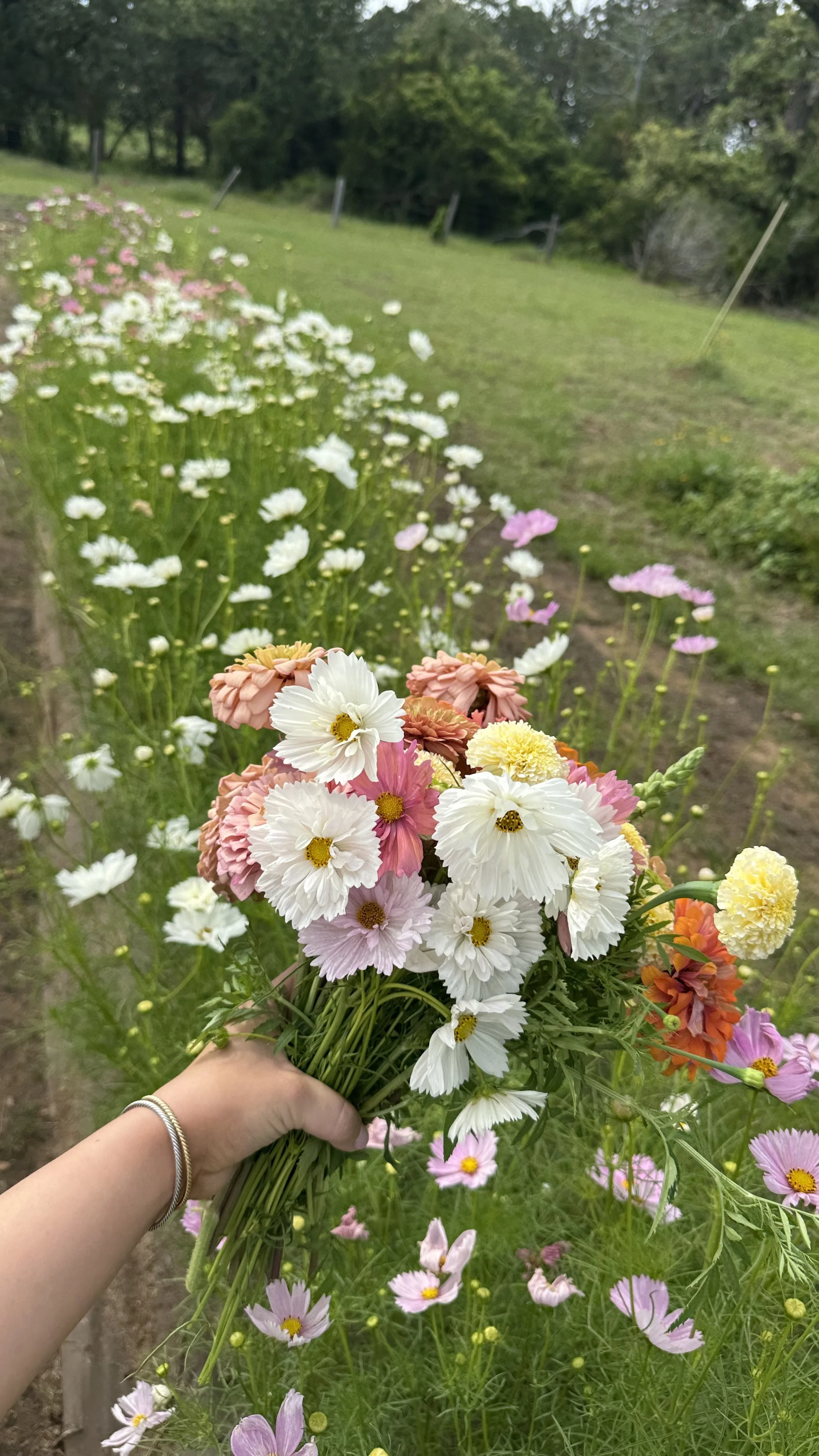 IMG_8855.jpeg