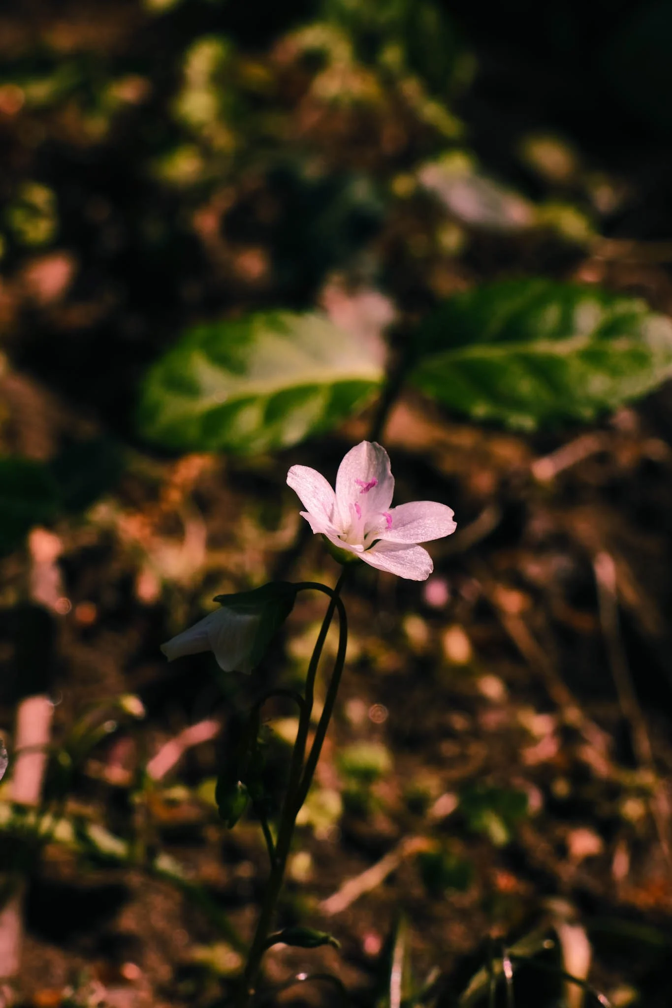 Close-up of a pink and white flower growing from the ground, with blurred green leaves and soil in the background.