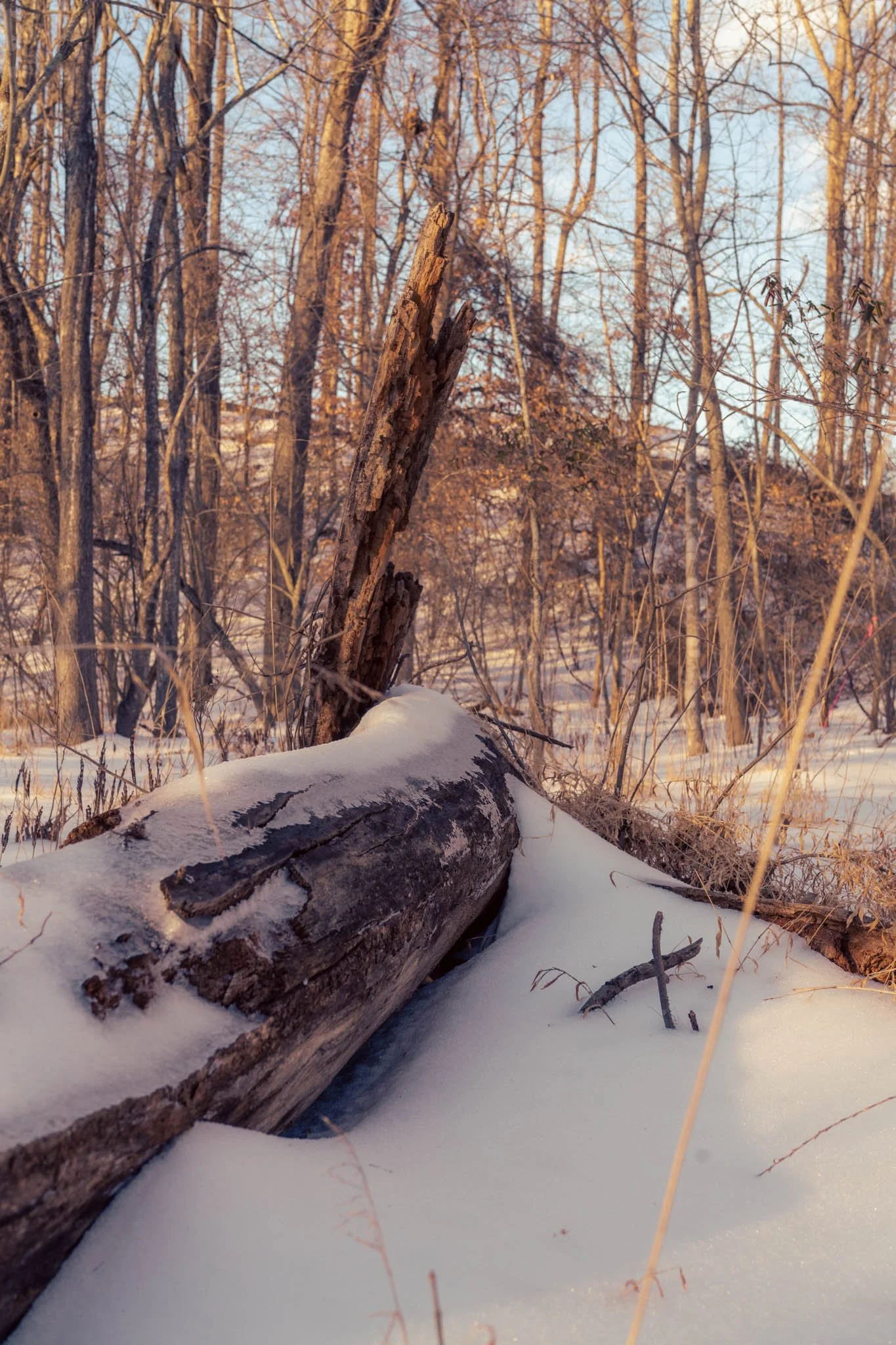 Snow-covered fallen tree in winter forest with bare trees and sunlight.