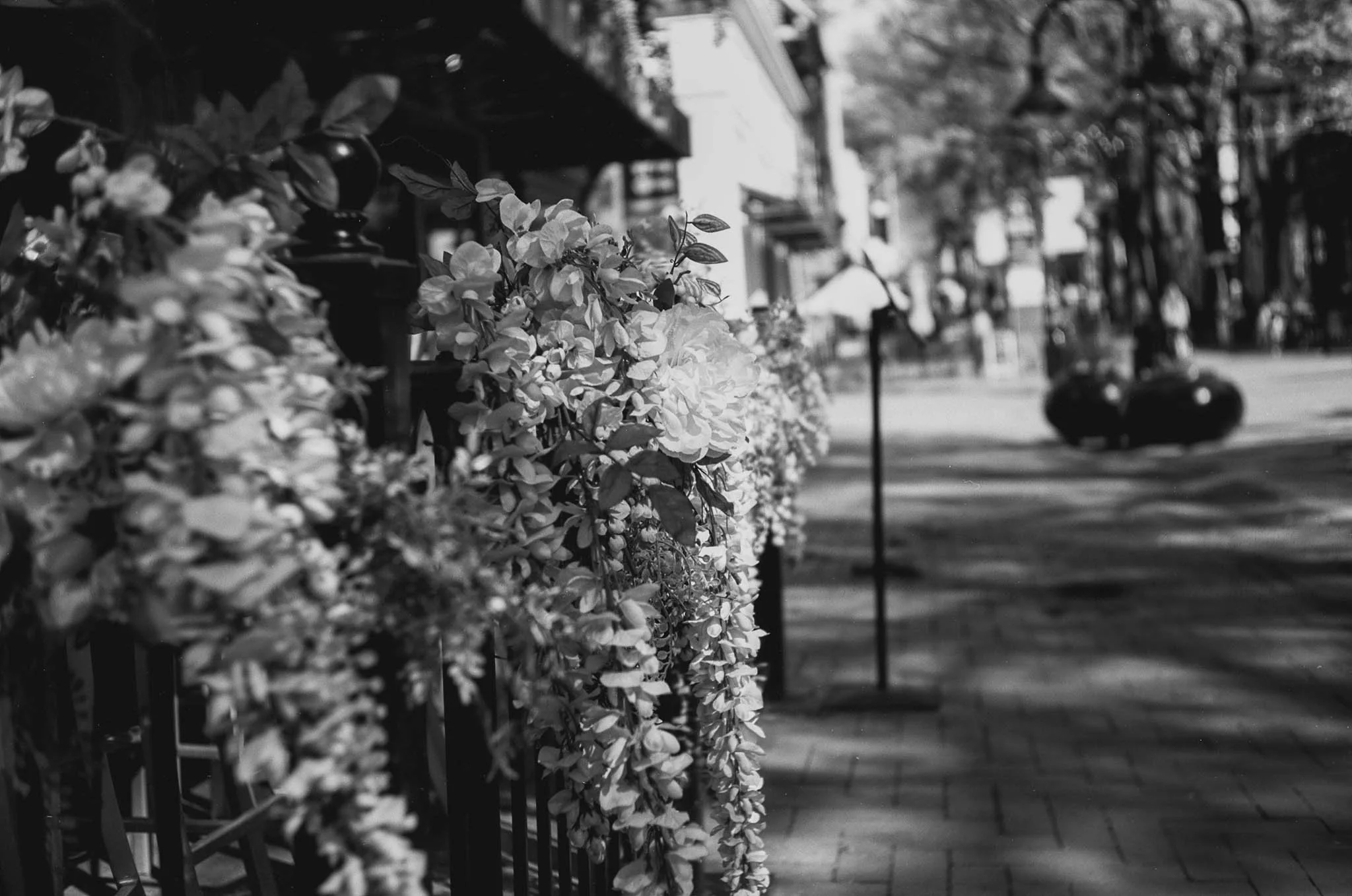 Black and white photo of a flower and plant decor along a sidewalk, with blurred buildings and a tree-lined street in the background.