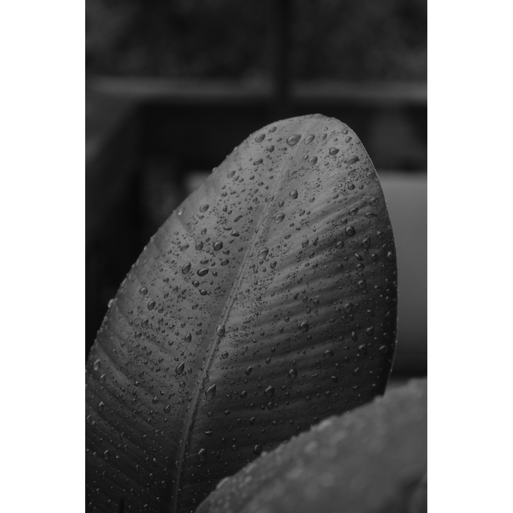After the rain, original black & white photograph by William Everett