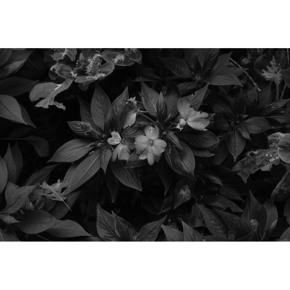 Bloom, Unannounced, original black & white photograph by William Everett